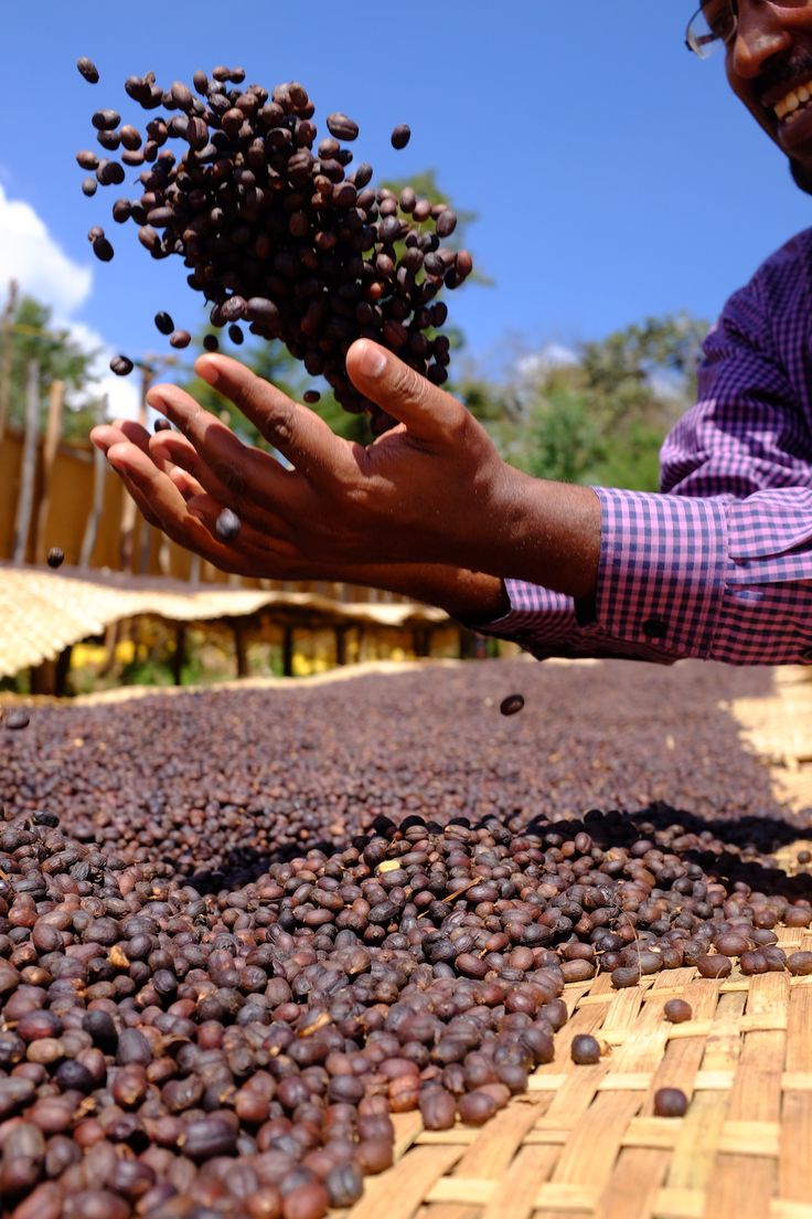 Yirgacheffe coffee